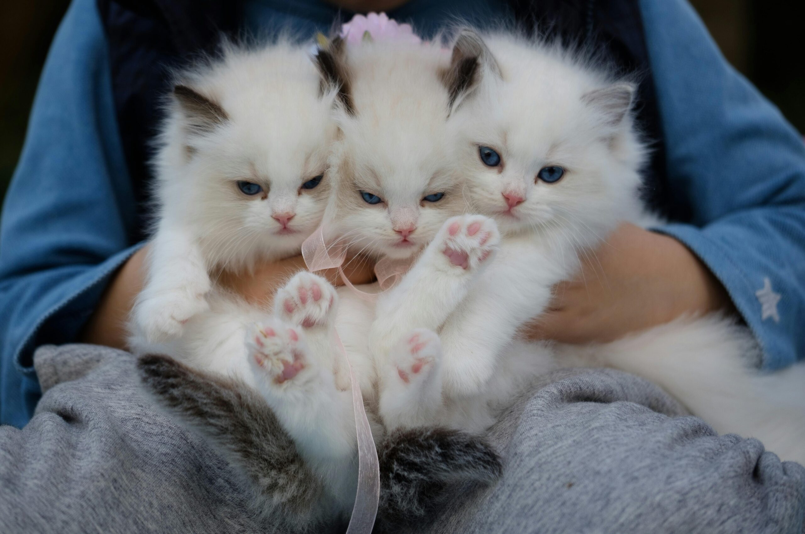 Read blogs about Pets & Animal Care